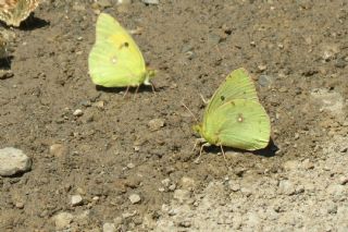 Anadolu Azameti (Colias aurorina)