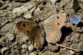 Beyaz Damarl Pirireis (Satyrus amasinus)