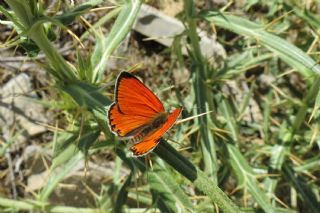 Da Atei (Lycaena thetis)