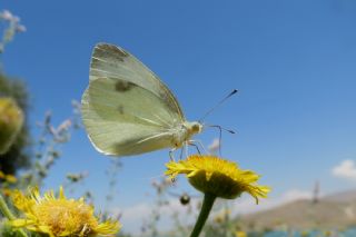 Kk Beyazmelek (Pieris rapae)