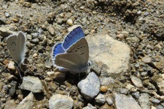 Glek okgzls (Polyommatus cilicius)