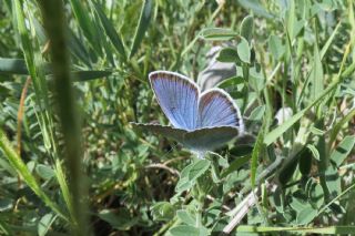 okgzl Rus Mavisi (Polyommatus coelestina)