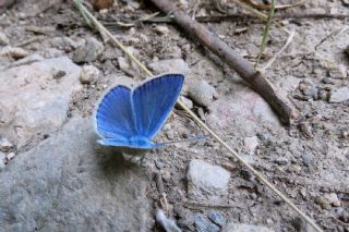 Yalanc Lacivert Anadolu okgzls (Polyommatus pseudactis)