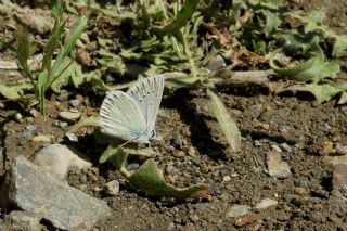 okgzl Toros Mavisi (Aricia isauricus)