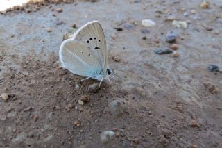 okgzl Poseydon Mavisi (Polyommatus poseidon)