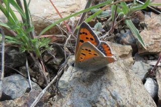 Benekli Bakr Gzeli (Lycaena phlaeas)