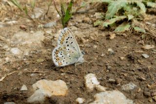 okgzl Balkan Mavisi (Aricia anteros )