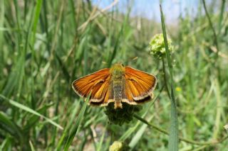 Sar Antenli Zpzp (Thymelicus sylvestris)