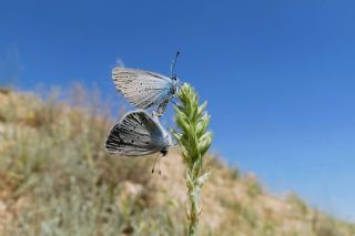 Mavi Osiris (Cupido osiris)