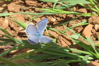 Anadolu Esmergz (Plebejus modicus)