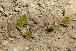 Gzel Azamet (Colias alfacariensis)