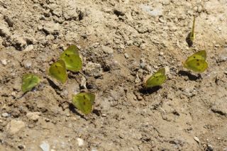 Gzel Azamet (Colias sareptensis)