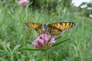 parhan (Melitaea cinxia)