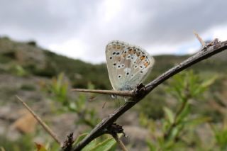 okgzl Balkan Mavisi (Aricia anteros )