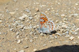 Romen Gelincii (Tomares nogelii dobrogensis)