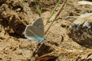 Tr almalar ([unknown genus] n/a)