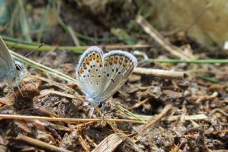 das Mavisi, Esmergz (Plebejus idas)