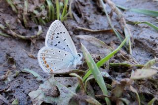 T�r �al��malar�&nbsp;([unknown genus]&nbsp;n/a)