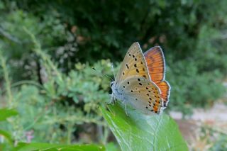 Byk Mor Bakr Gzeli (Lycaena alciphron)