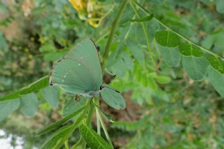 Tr almalar ([unknown genus] n/a)