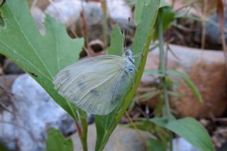Tr almalar ([unknown genus] n/a)