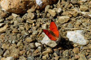 Da Atei (Lycaena thetis)