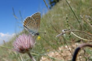 okgzl Gzel Mavi (Polyommatus bellis)