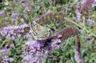 Gzel Zpzp (Pyrgus cinarae)