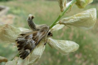 Mermer Zpzp (Carcharodus lavatherae)