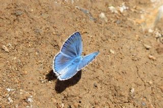 Tr almalar ([unknown genus] n/a)