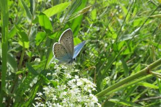 okgzl Amanda (Polyommatus amandus)