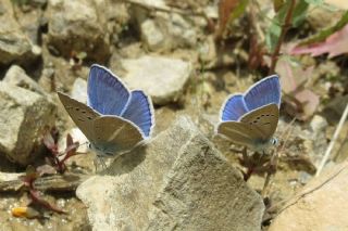 okgzl Poseydon Mavisi (Polyommatus poseidon)