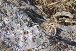 T�r �al��malar�&nbsp;([unknown genus]&nbsp;n/a)