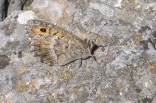 T�r �al��malar�&nbsp;([unknown genus]&nbsp;n/a)