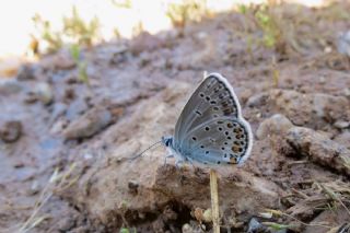 Anadolu Esmergz (Plebejus modicus)