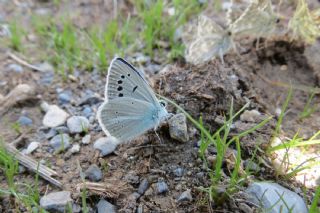 okgzl Kunchuy Mavisi (Polyommatus schuriani)