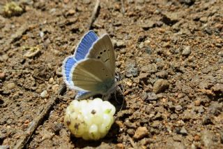 Tr almalar ([unknown genus] n/a)