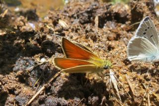 Siyah Antenli Zpzp (Thymelicus lineolus)