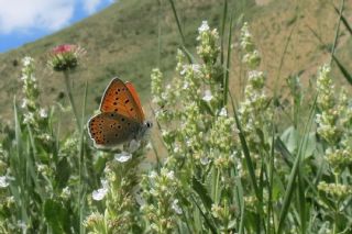 Kk Ate Gzeli (Lycaena thersamon)