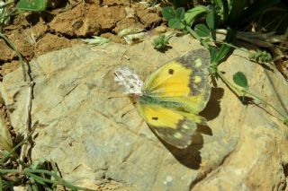 T�r �al��malar�&nbsp;([unknown genus]&nbsp;n/a)