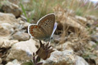 okgzl Meneke Mavisi (Polyommatus thersites)