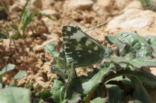 Yeni Beneklimelek (Pontia edusa)