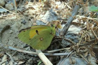 Sar� Azamet&nbsp;(Colias&nbsp;croceus)