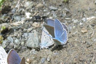 okgzl Meneke Mavisi (Polyommatus thersites)