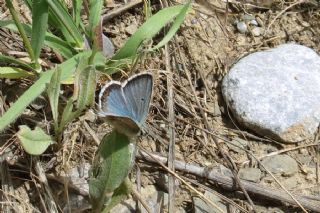 okgzl Anadolu Mavisi (Aricia crassipunctus)