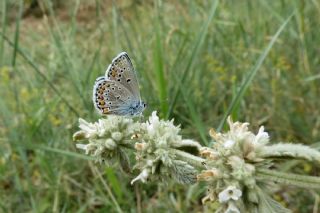 Anadolu Esmergz (Plebejus modicus)