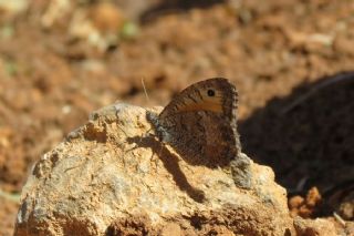 Seyit (Arethusana arethusa)