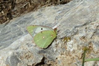 Sar Azamet (Colias croceus)