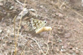 Kzl Zpzp (Spialia orbifer)