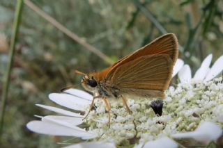 Siyah Antenli Zpzp (Thymelicus lineolus)
